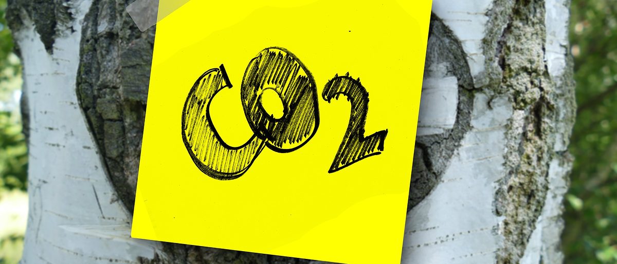 Klima co2 Baum